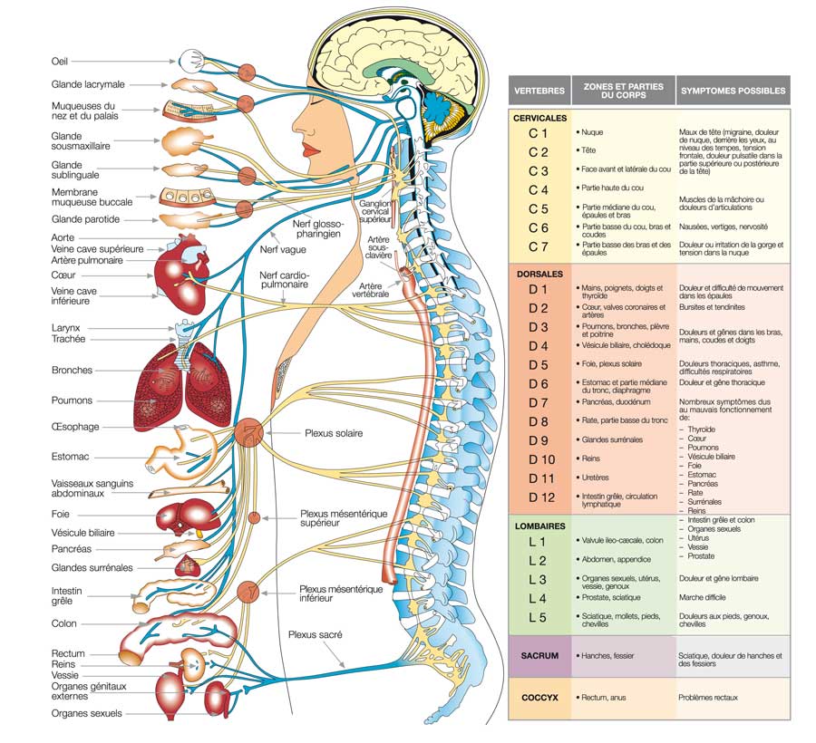 Relation organe big